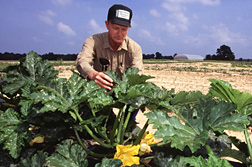 Entomologist Sam Pair inspects squash plants for cucumber beetles and squash bugs