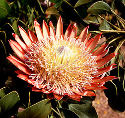 King Protea, Protea cynaroides