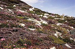 Spring wildflowers blooming along the Cape of Good Hope