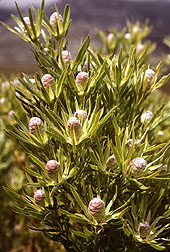Leucadendron, an indigenous member of the Protea family