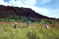 Botanists search for wild peppers.