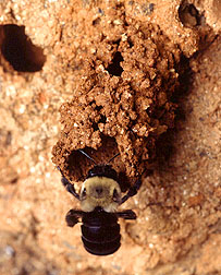 Mustached mud bee at entrance to nest.