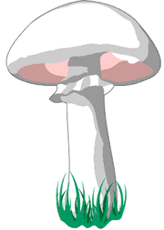 Graphic of a whitetop mushroom. 