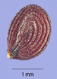 Semilla de carraspique 