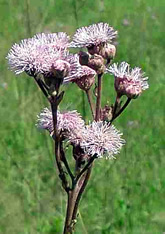 pom pom weed