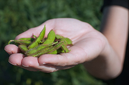 Photo: Hand holding green soybean pods.