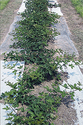 Photo: Row of blackberry plants being grown with ground covers that control weeds. 