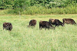 Photo: Cattle grazing. 