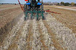 Photo: Field being planted with strip tilling.