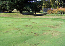 Photo: A putting green with dead patches of basal rot anthracnose. 