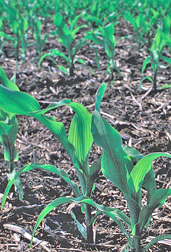 Photo: Well established corn seedlings. Link to photo information