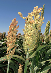 Photo: A new ARS-developed sorghum variety growing next to a conventional variety in a breeder's field. Link to photo information