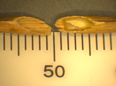 Image of two seeds cut in half.