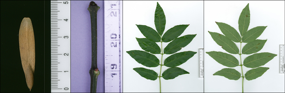 Images of Fraxinus americana (white ash).