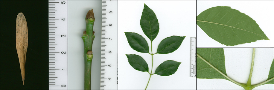 Images of Fraxinus pennsylvanica (green ash).