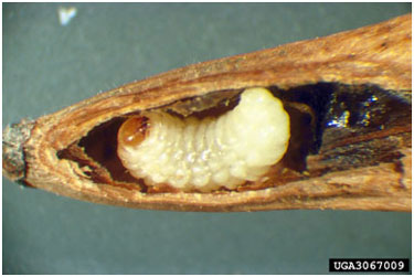 Image of ash seed weevil.