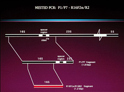 nested-polymerase chain