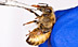 honey bee being inoculated Bee
