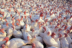 A flock of turkeys.