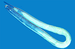 Photo: Juvenile golden nematode, about ½ mm long. Link to photo information