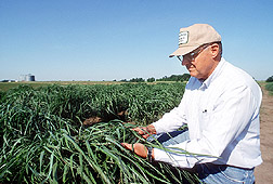 ARS geneticist Ken Vogel examines switch grass in a field. Link to photo information