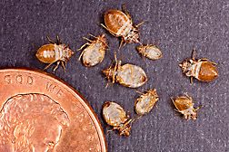 A penny provides a sense of scale to the size of bed bug skins collected for analysis by ARS scientists in Beltsville, Maryland: Click here for photo caption.