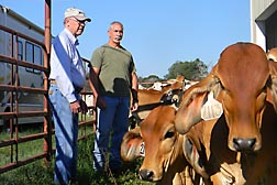 Brahman calves just before transport to Lubbock, Texas: Click here for full photo caption.