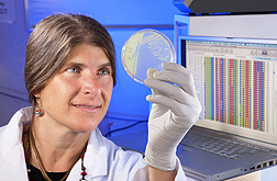 Photo: ARS plant pathologist Carolee Bull examines a petri dish with bacteria that causes blight in some vegetable crops. Link to photo information