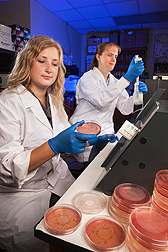 In Lincoln, Nebraska, technicians Jaime LaBrie (left) and Jennifer McGhee process samples for enumerating manure-associated bacteria: Click here for photo caption.