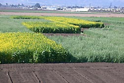 A field test site in Salinas, California, showing a checkerboard of different cover crop treatments being tested, including mustard (yellow flowers), rye, and fallow: Click here for photo caption.