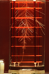 A sorghum plant growing in a newly devised hydroponics growth cylinder system used for analyzing root system architecture of large cereal crops under an array of nutrient and stress regimes: Click here for photo caption.