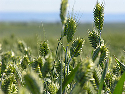 Cara, a winter wheat developed by ARS at Pullman, Washington: Click here for full photo caption.