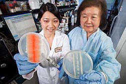 PFisióloga de plantas Sylvia Hua (derecha) y técnica Siov Sarreal examinan cajas de Petri que demuestran la eficacia de una levadura beneficiosa como un agente de biocontrol contra el moho Aspergillus flavus. Enlace a la información en inglés sobre la foto