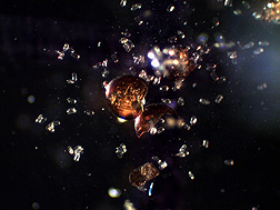 Microscope image of potato cyst nematode eggs spilling out of a ruptured cyst: Click here for full photo caption.