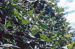 Foto de una planta incluida en el atlas—una judía de lima, Phaseolus lunatus. Enlace a la información en inglés sobre la foto