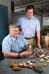 Geneticists Chuck Brown (left) and Roy Navarre examine diverse potato lines: Click here for full photo caption.