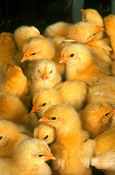 Los pollos.
