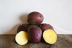 Photo: A pile of six potatoes of the Peter Wilcox variety. Link to photo information