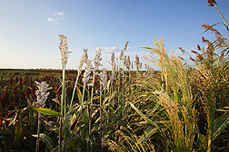 Sorghum lines at College Station, Texas: Click here for full photo caption.