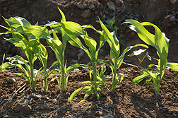 A recombinant inbred line of sorghum: Click here for photo caption.