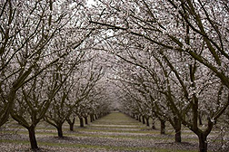 Photo: Almond trees.