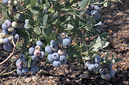 Photo: Gupton blueberries ripening on the bush.