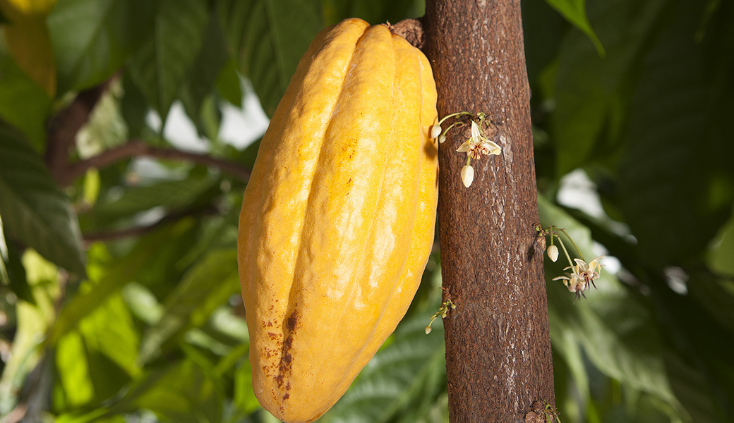 Featured Tellus Content: ARS Research + Persistence = Cacao of Highest Yield and Quality