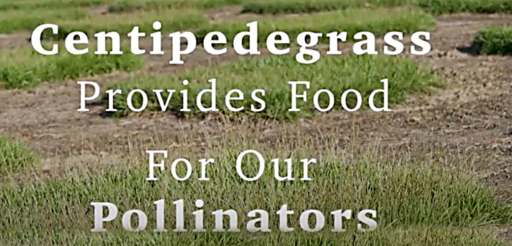 Featured Tellus Content: Centipedegrass Provides Food For Our Pollinators