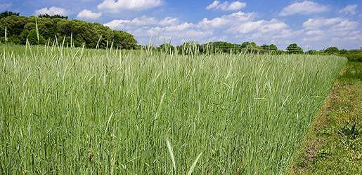 Diverse Crop Rotations Reduce Crop Loss