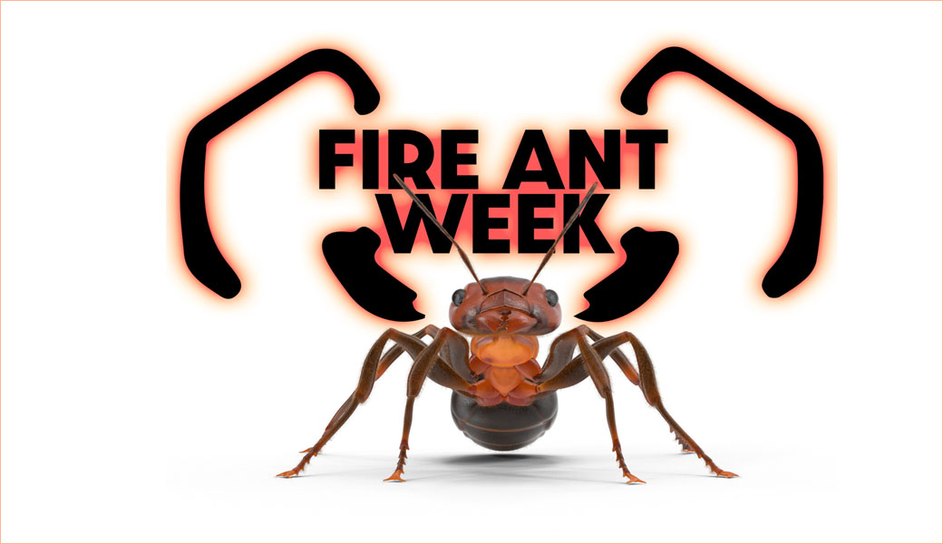 Tellus Feature:  Flies + Electricity = Fewer Fire Ants