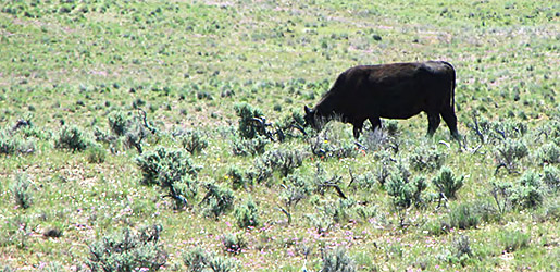 Strategic Grazing Can Benefit Sagebrush