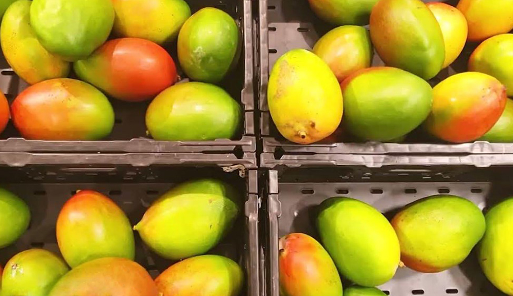 Tellus Feature: Protecting Mangoes from a Devastating Disease