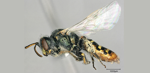 Genome for the Mojave Poppy Bee