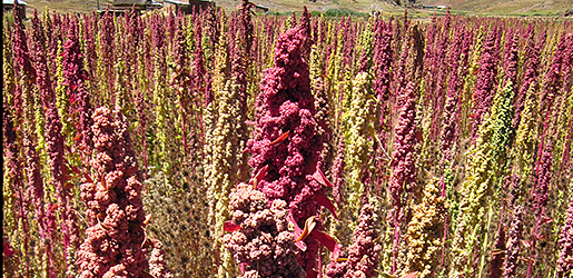 New Genetic Test Safeguards Quinoa